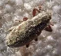 Puncturevine Seed Weevil - photo 3