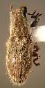 Puncturevine Seed Weevil - photo 4