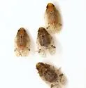 Microledrida flava