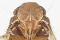 Microledrida flava - photo 4