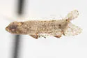 Microledrida flava - photo 5