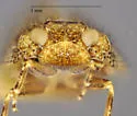 Microledrida fuscata - photo 2