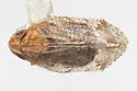 Microledrida fuscata - photo 4