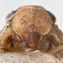Microledrida fuscata - photo 5