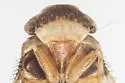 Microledrida olor - photo 3
