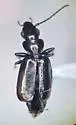 Microlestes curtipennis - photo 2