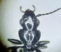 Microlestes curtipennis - photo 3