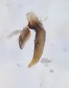 Microlestes curtipennis - photo 4