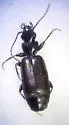 Microlestes linearis