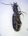 Microlestes linearis - photo 2