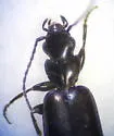 Microlestes linearis - photo 3