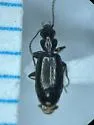 Microlestes linearis - photo 4