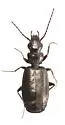 Microlestes linearis - photo 5