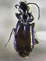 Microlestes nigrinus