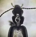 Microlestes nigrinus - photo 3