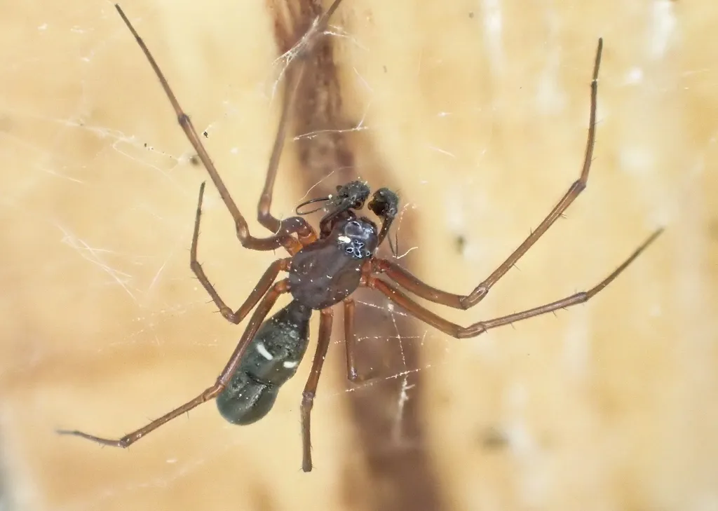 Common Threaded Sheetweaver