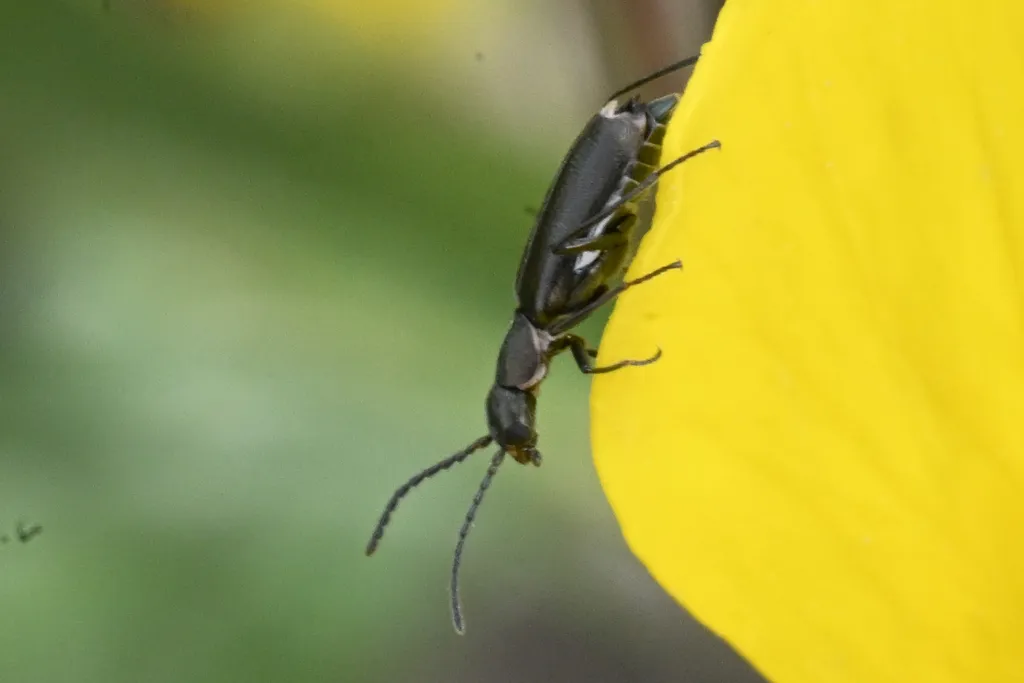 Microlipus laticeps - photo 2