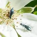 Microlipus moerens - photo 3