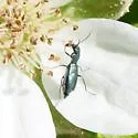 Microlipus moerens - photo 4