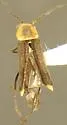 Microlipus productus - photo 2