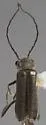 Microlipus productus - photo 3