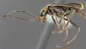 Microlipus productus - photo 4