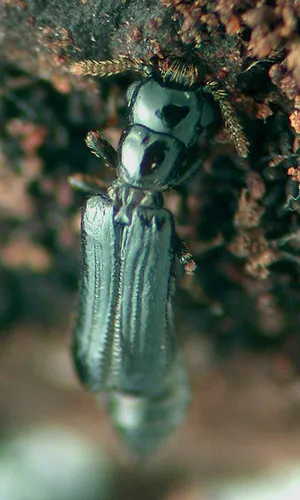 Telephone-pole Beetle - photo 3