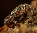 Micromastus gracilis - photo 3