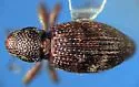 Micromastus gracilis - photo 4
