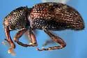 Micromastus gracilis - photo 5
