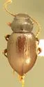Micromes ovipennis