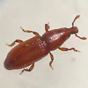 Micromimus corticalis - Micromimus corticalis