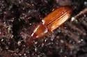 Micromimus corticalis - photo 2