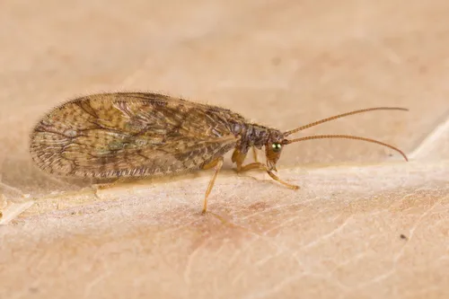Micromus angulatus