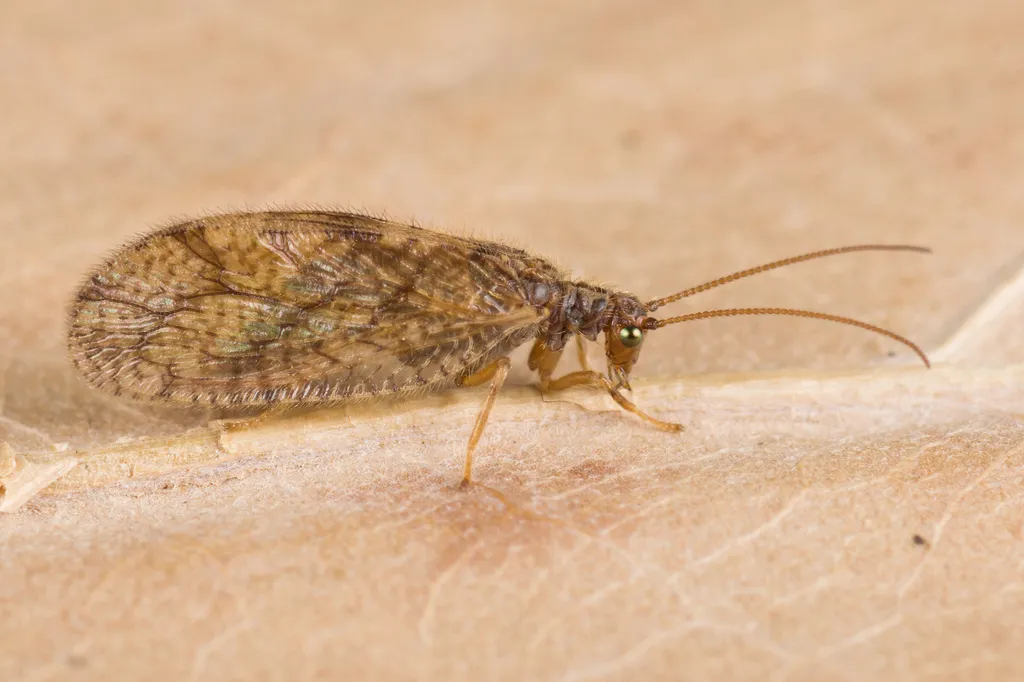 Micromus angulatus - photo 2