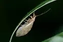 Micromus borealis