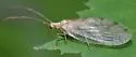 Micromus borealis - photo 2