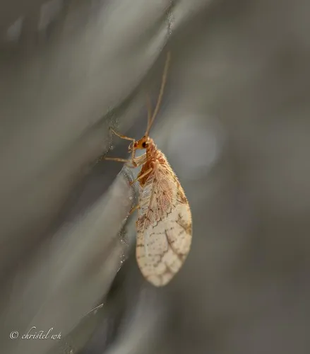Micromus paganus