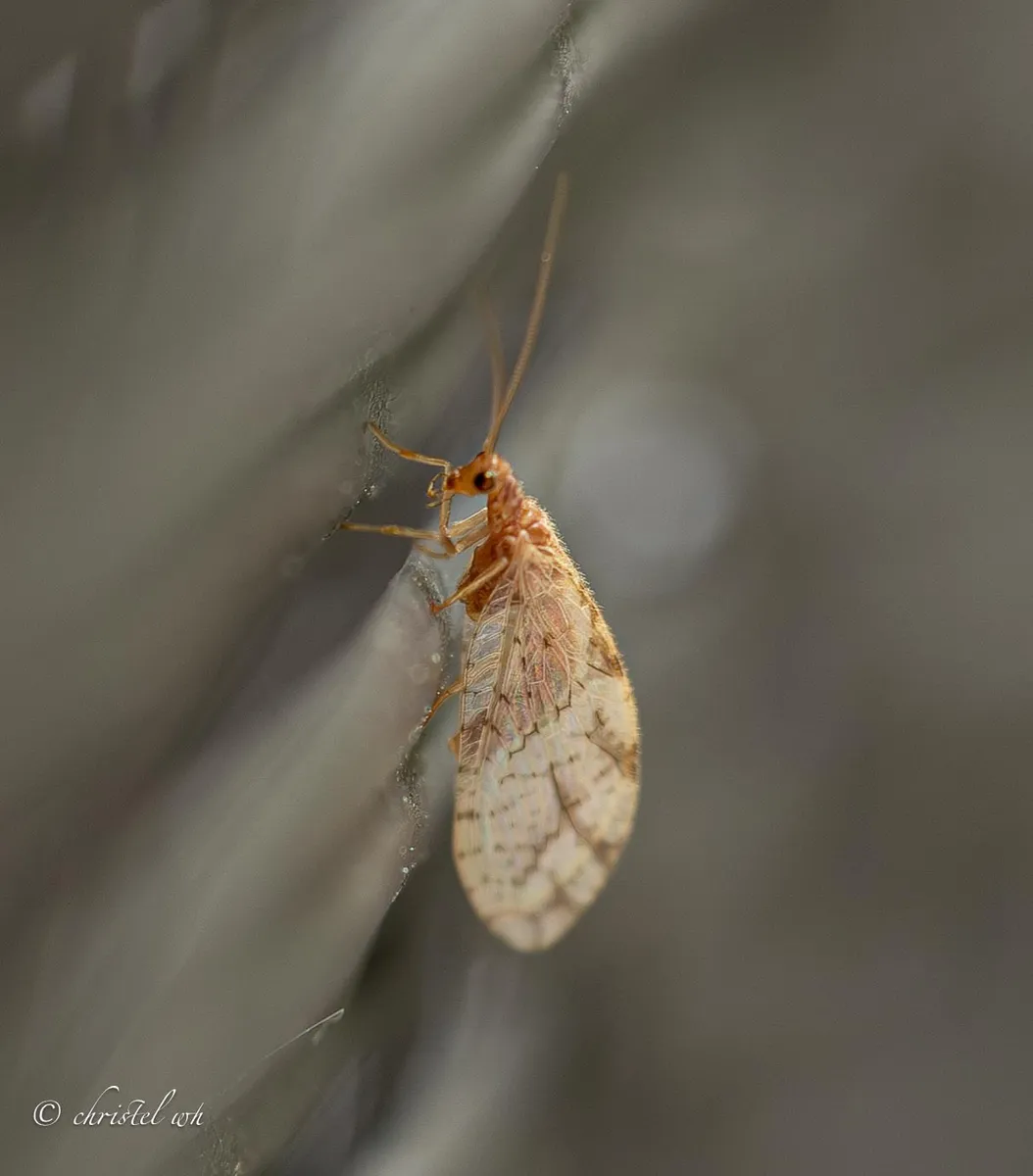 Micromus paganus - photo 3