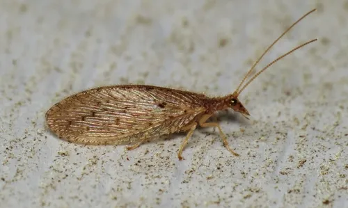 Micromus subanticus - photo 2