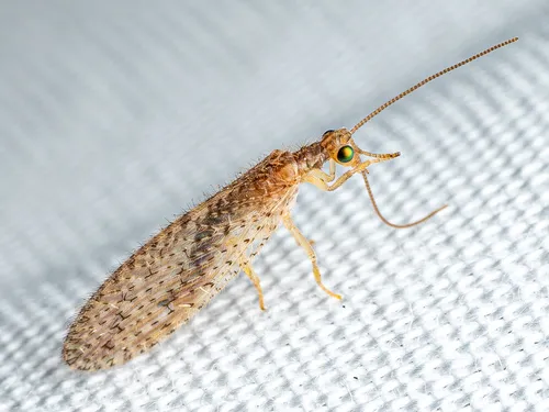 Tasmanian Brown Lacewing