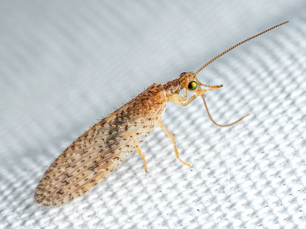 Tasmanian Brown Lacewing - photo 2