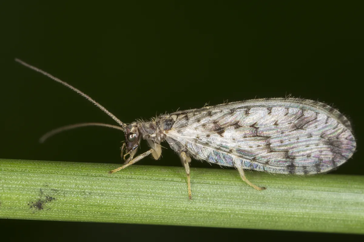 Micromus variegatus