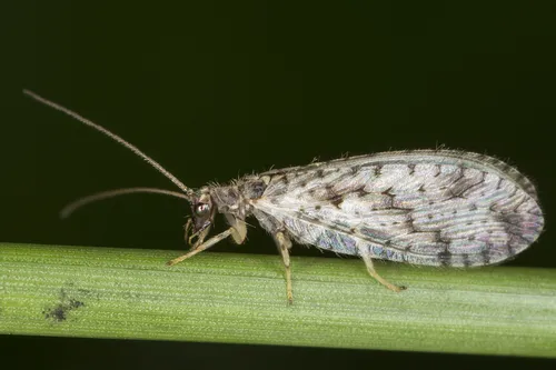 Micromus variegatus - photo 3