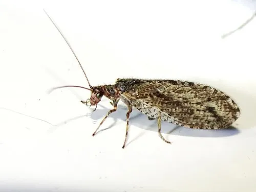 Micromus variolosus