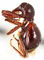 Micromyrmex poeyi - photo 2
