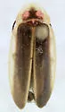 Florida Intertidal Firefly - Micronaspis floridana