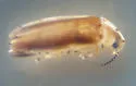 Florida Intertidal Firefly - photo 4