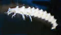 Florida Intertidal Firefly - photo 5