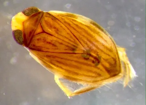 Micronecta annae